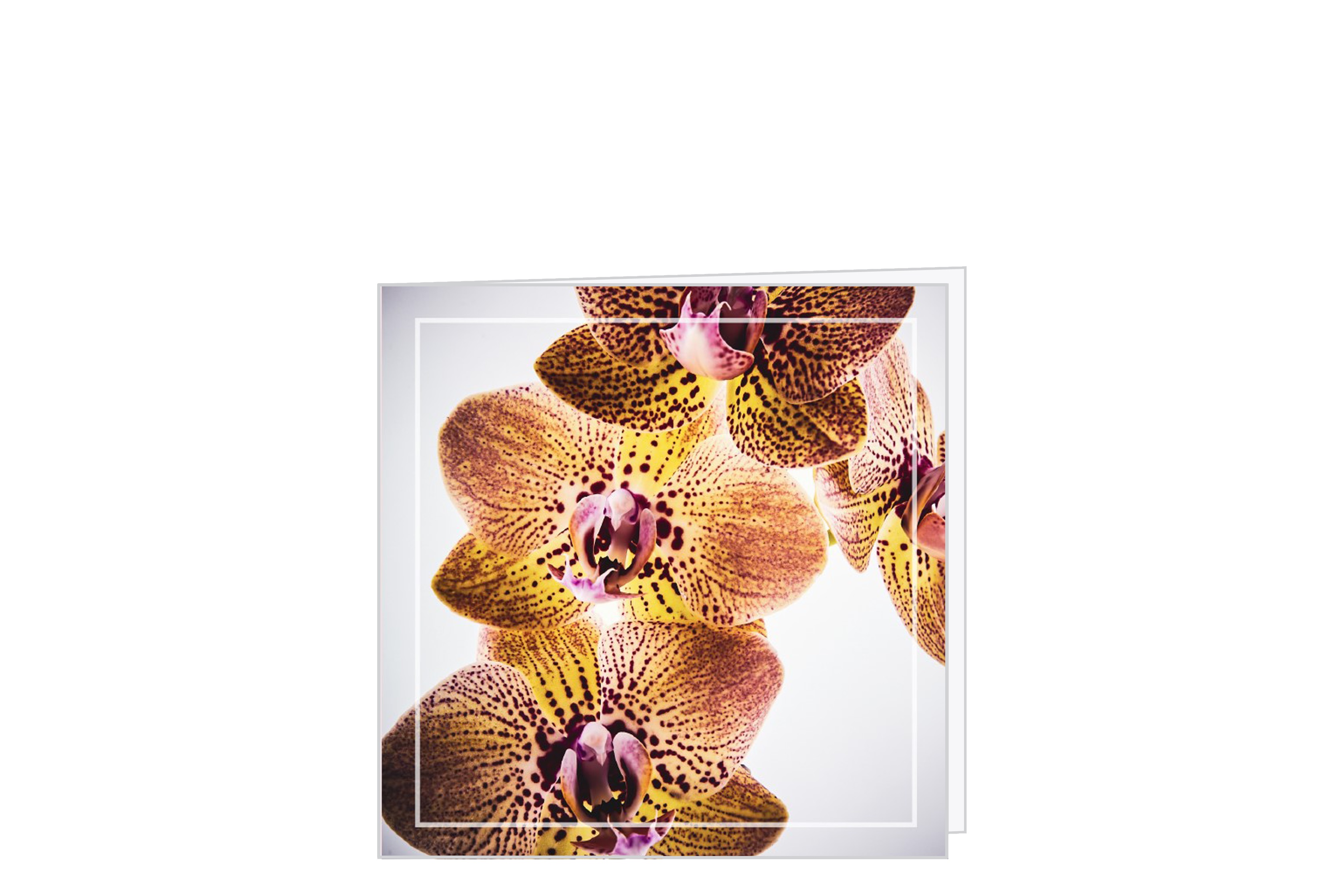 Kort Orchid m/kuvert 8 * 8 cm. 25 stk.