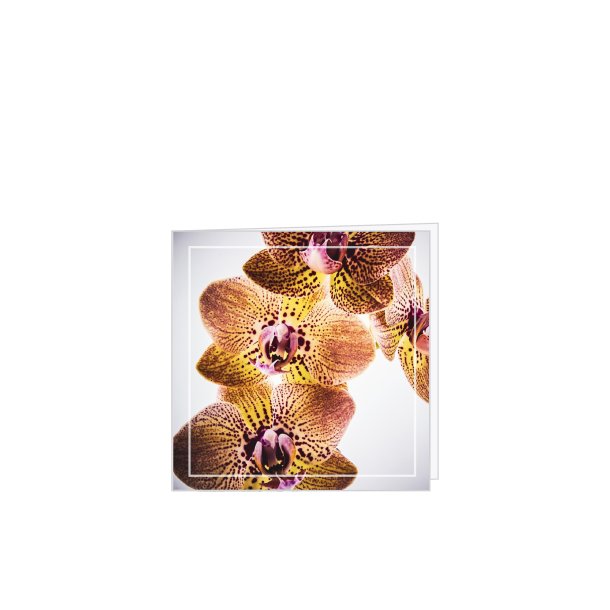 Kort Orchid m/kuvert 8 * 8 cm. 25 stk.
