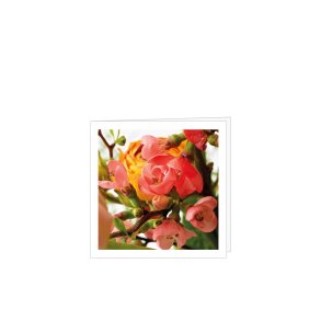 Kort spring 8 * 8 cm m/kuvert 25 stk.