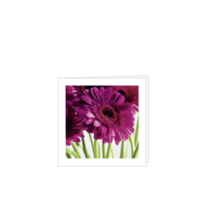 Kort gerbera lilla M/ kuvert 8 * 8 cm. 25 stk.