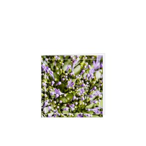 Kort lilla m/kuvert 8 * 8 cm. 25 stk.